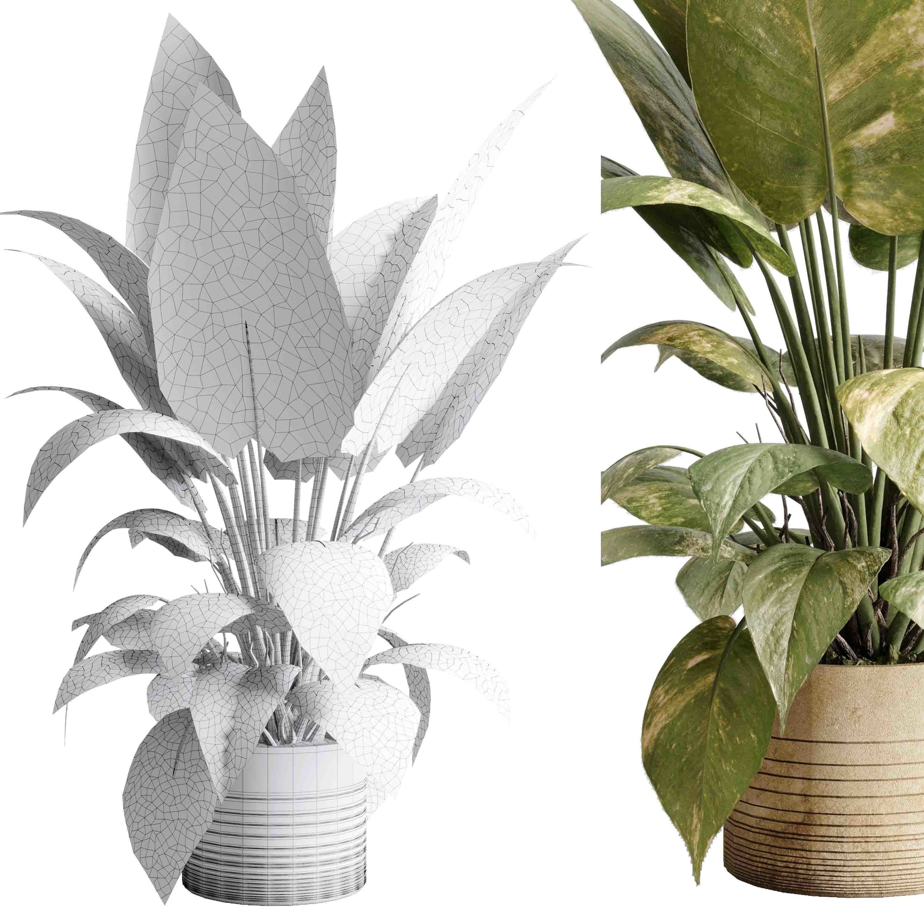 ficus plant - Indoor plant set 514 3D model_5