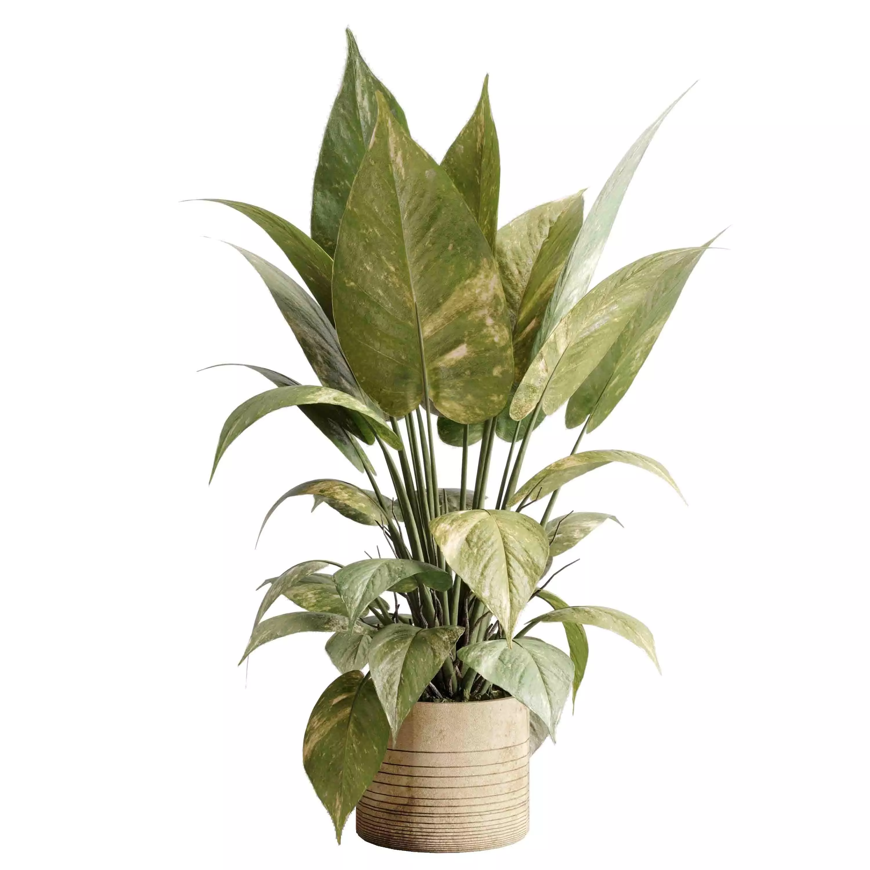 ficus plant - Indoor plant set 514 3D model_0