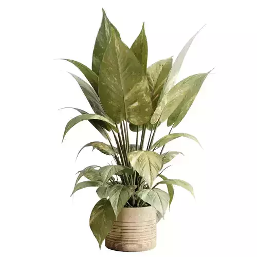 ficus plant - Indoor plant set 514 3D model ficus plant - Indoor plant set 514 3D model
