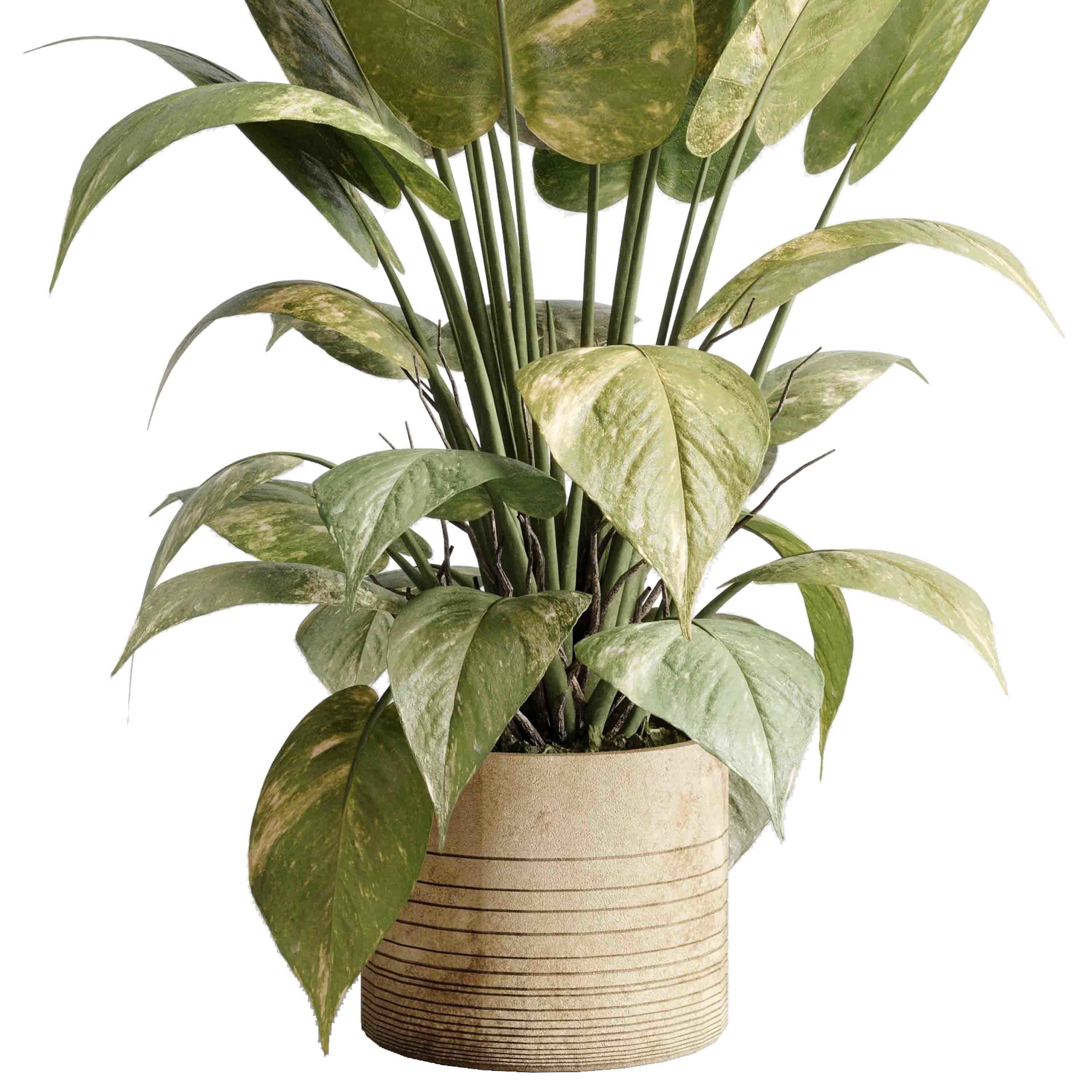 ficus plant - Indoor plant set 514 3D model_4