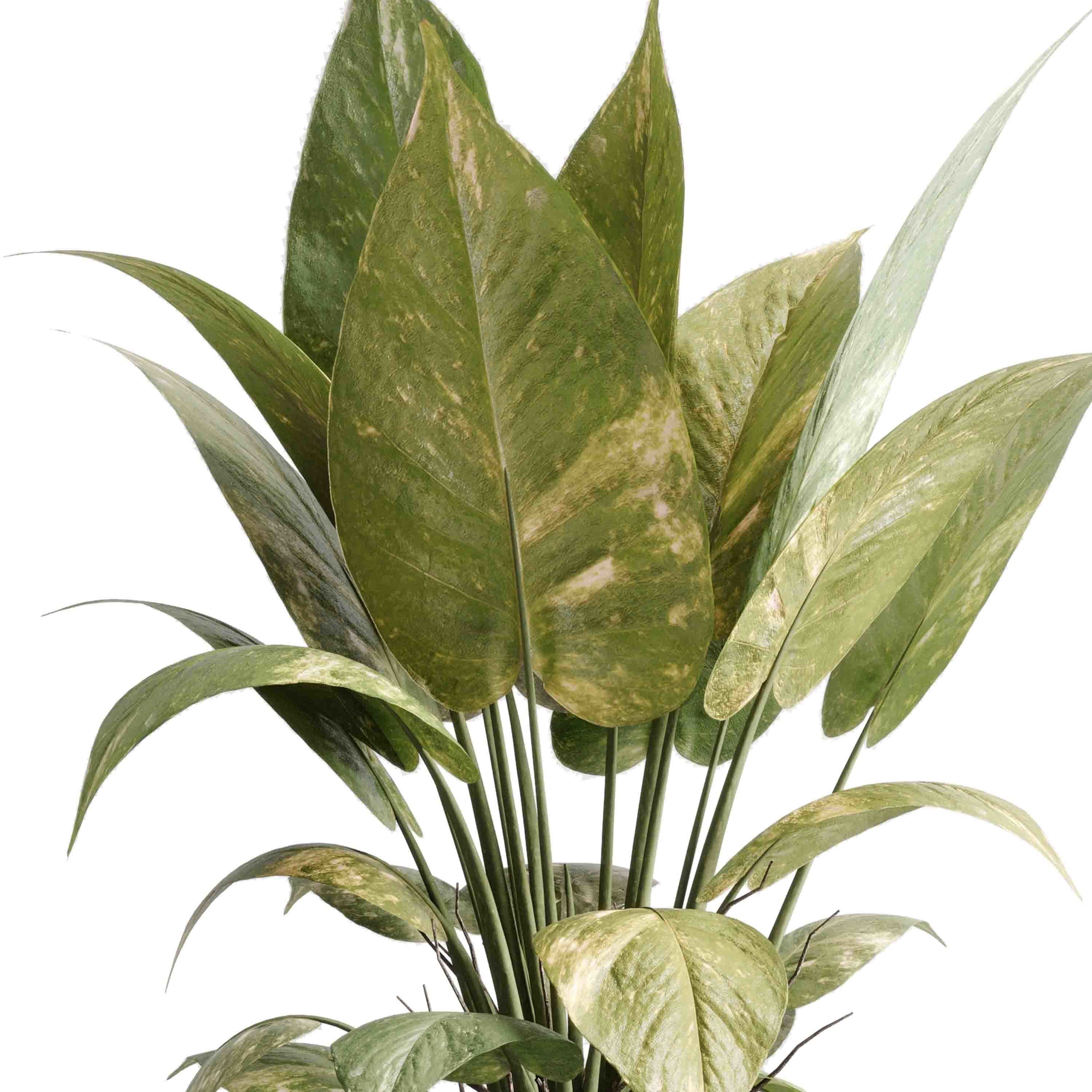 ficus plant - Indoor plant set 514 3D model_3