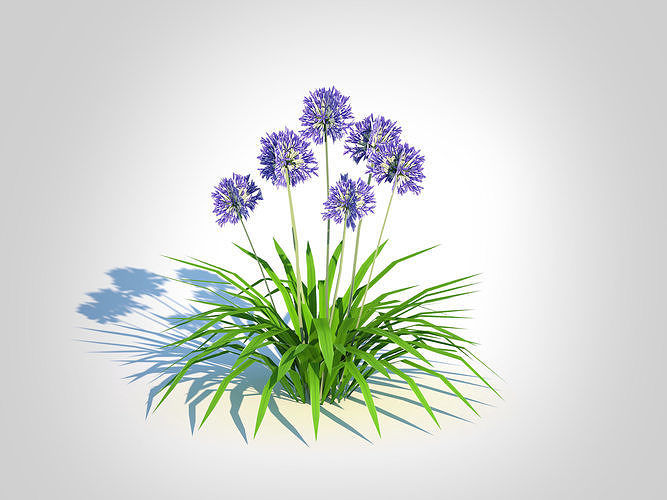 plant Agapanthus Africanus Low-poly 3D model