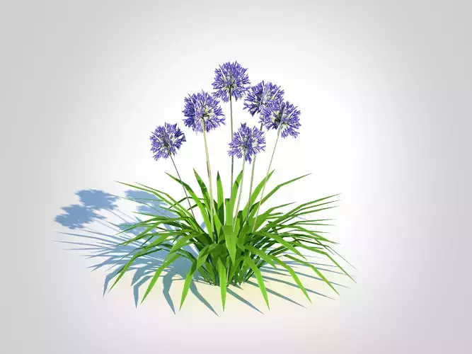 plant Agapanthus Africanus
