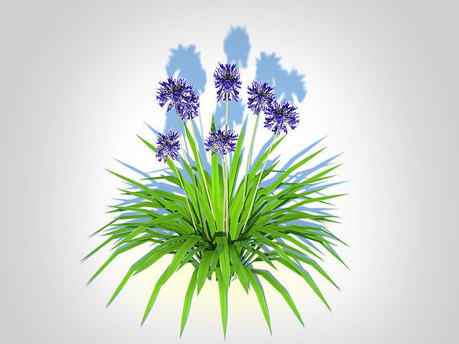 Plant  Agapanthus Africanus-dwarf-blue  Low-poly 3D model
