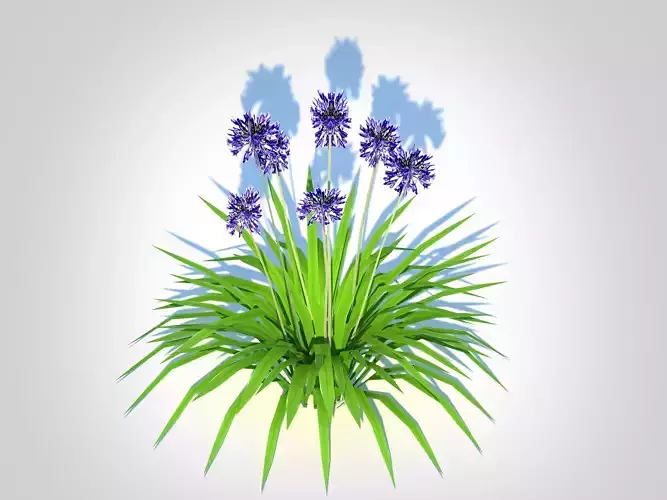 Plant  Agapanthus Africanus-dwarf-blue 