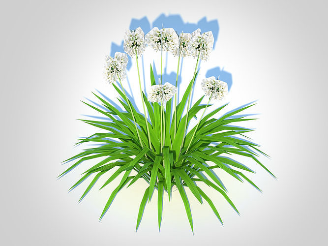 Plant  Agapanthus-dwarf-white  Low-poly 3D model