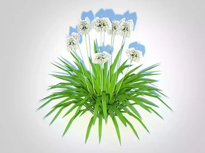 Plant  Agapanthus-dwarf-white 