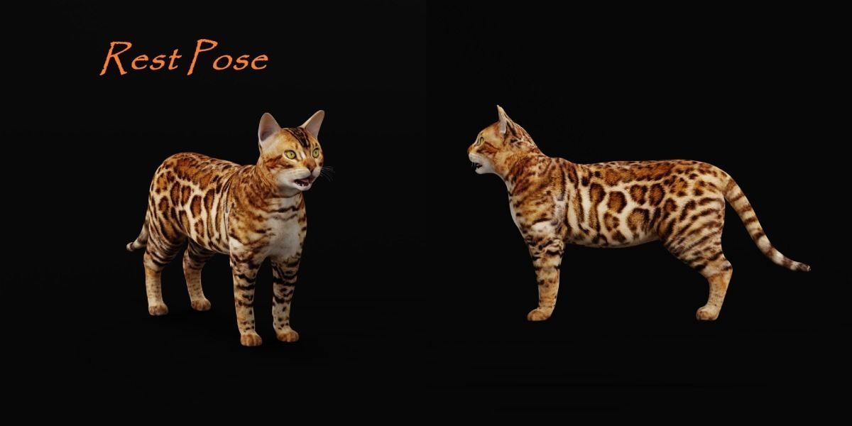 Bengal Cat Low-poly 3D model_4