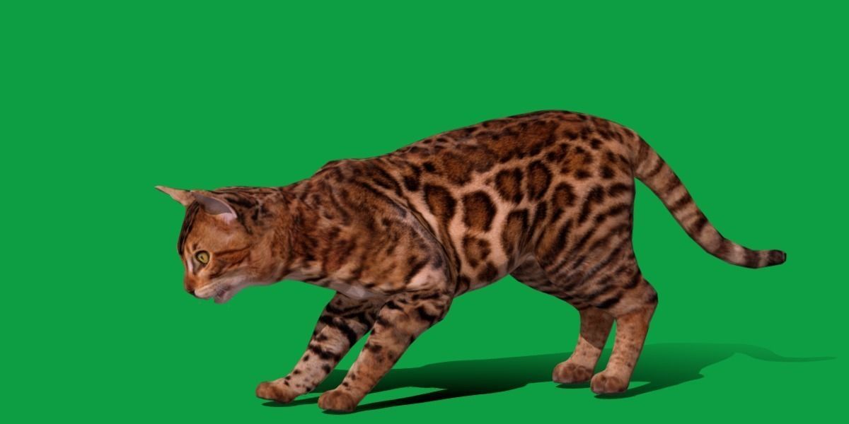 Bengal Cat Low-poly 3D model_23