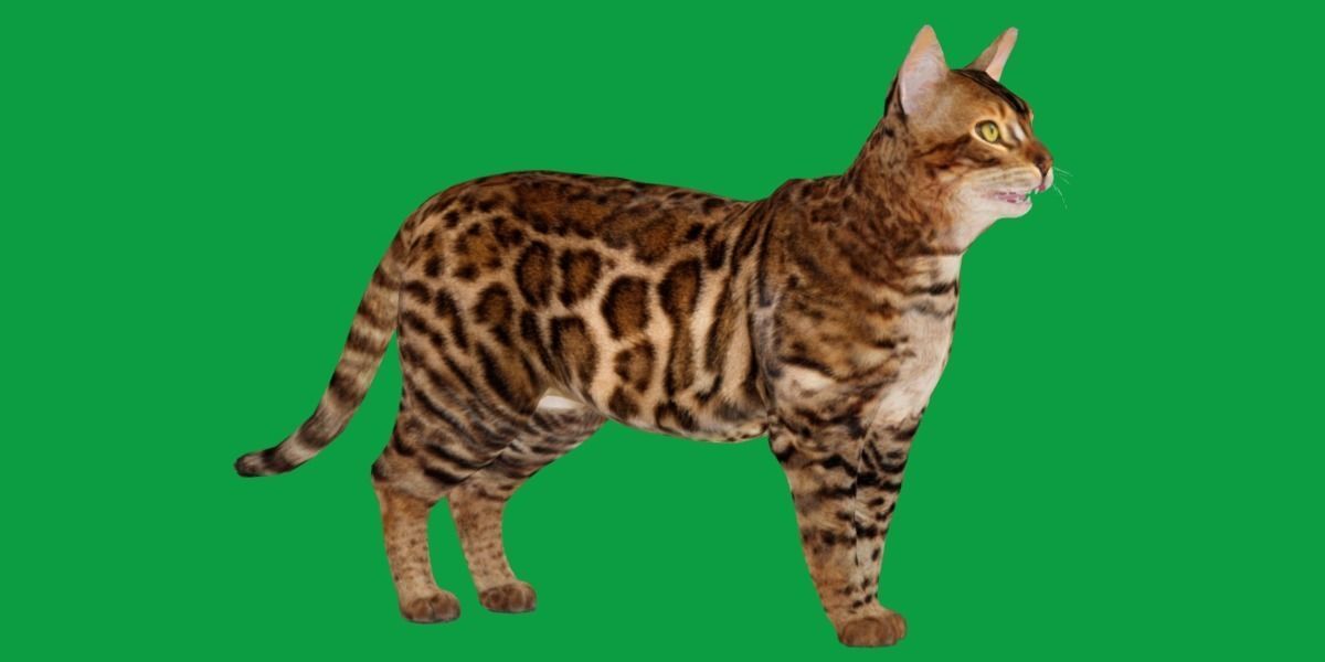 Bengal Cat Low-poly 3D model_12