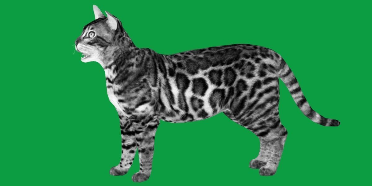 Bengal Cat Low-poly 3D model_7