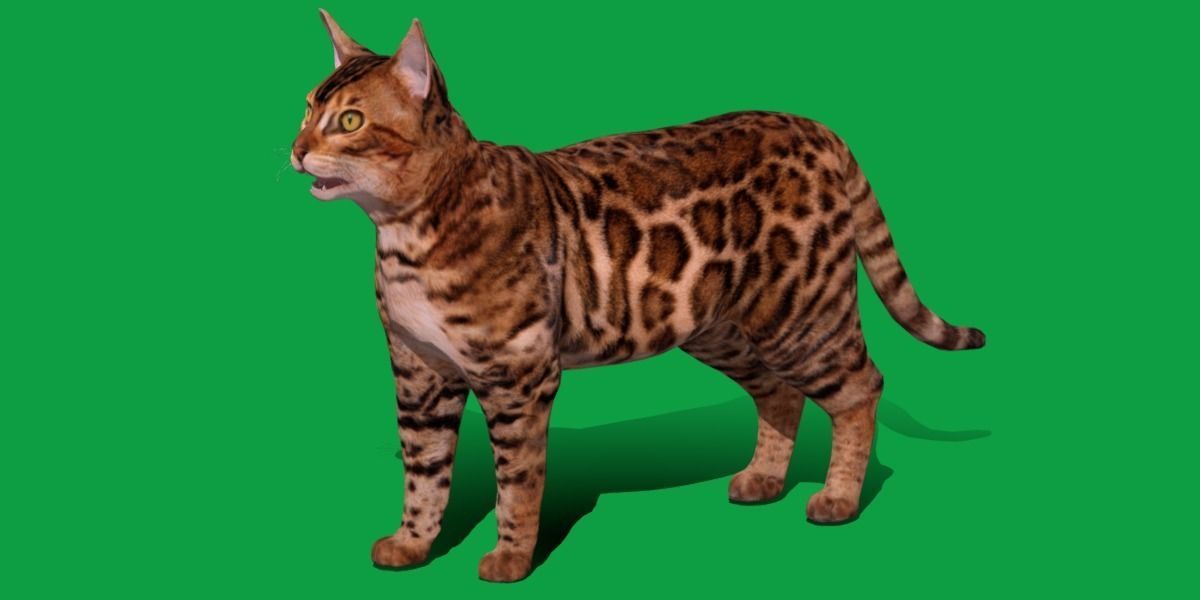 Bengal Cat Low-poly 3D model_28