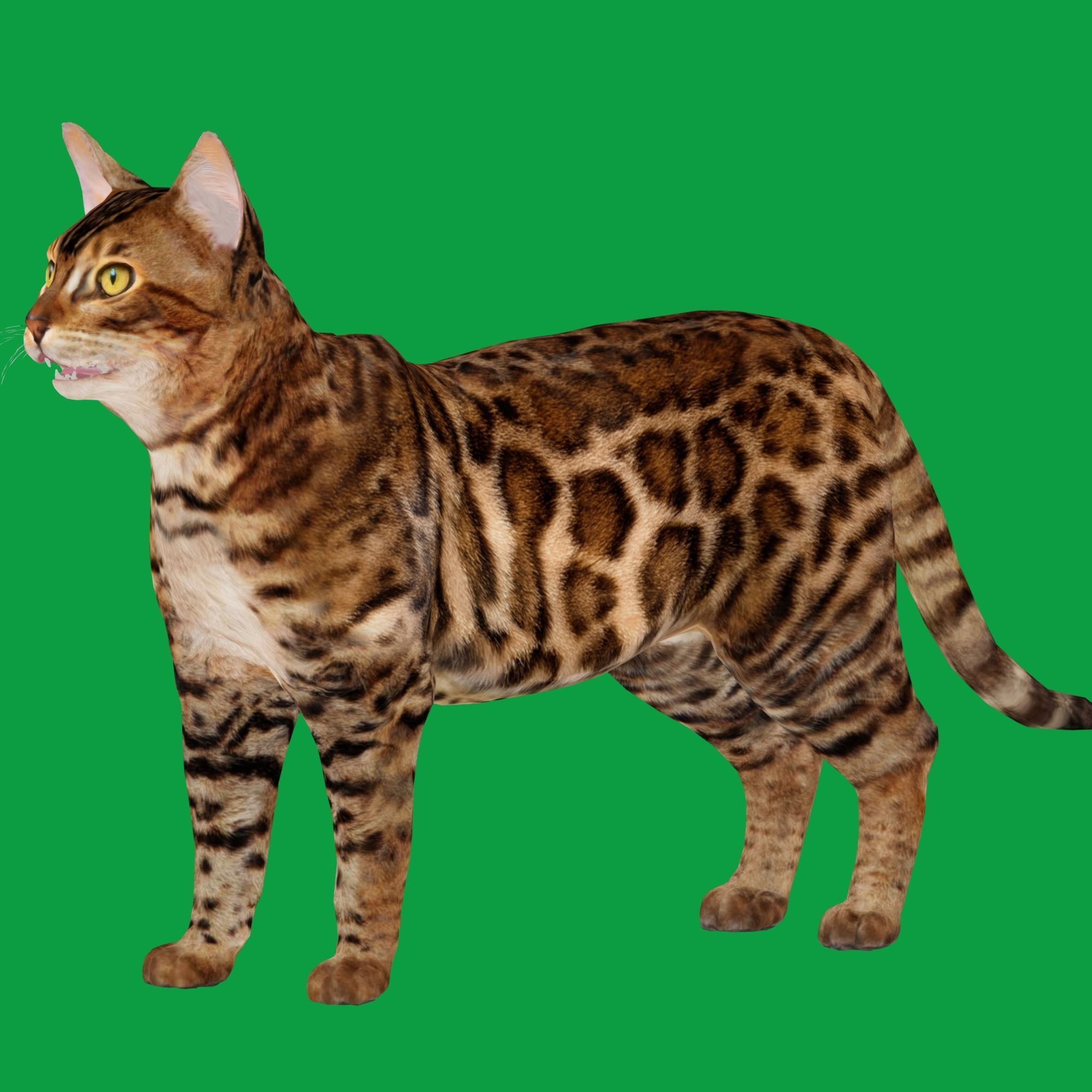 Bengal Cat Low-poly 3D model_20
