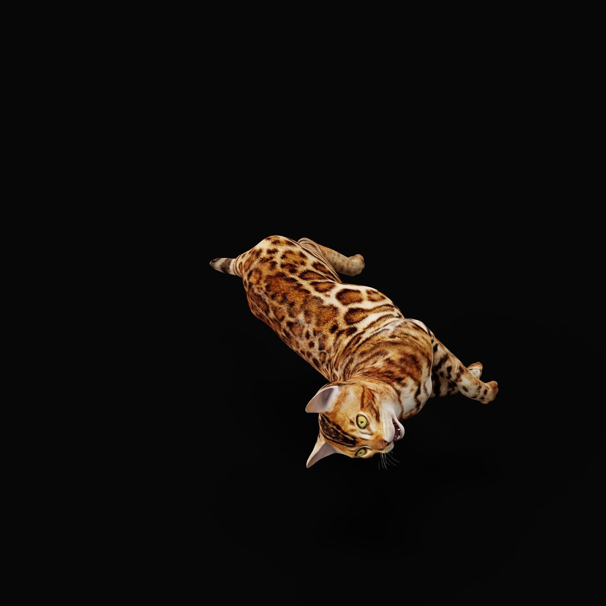 Bengal Cat Low-poly 3D model_35