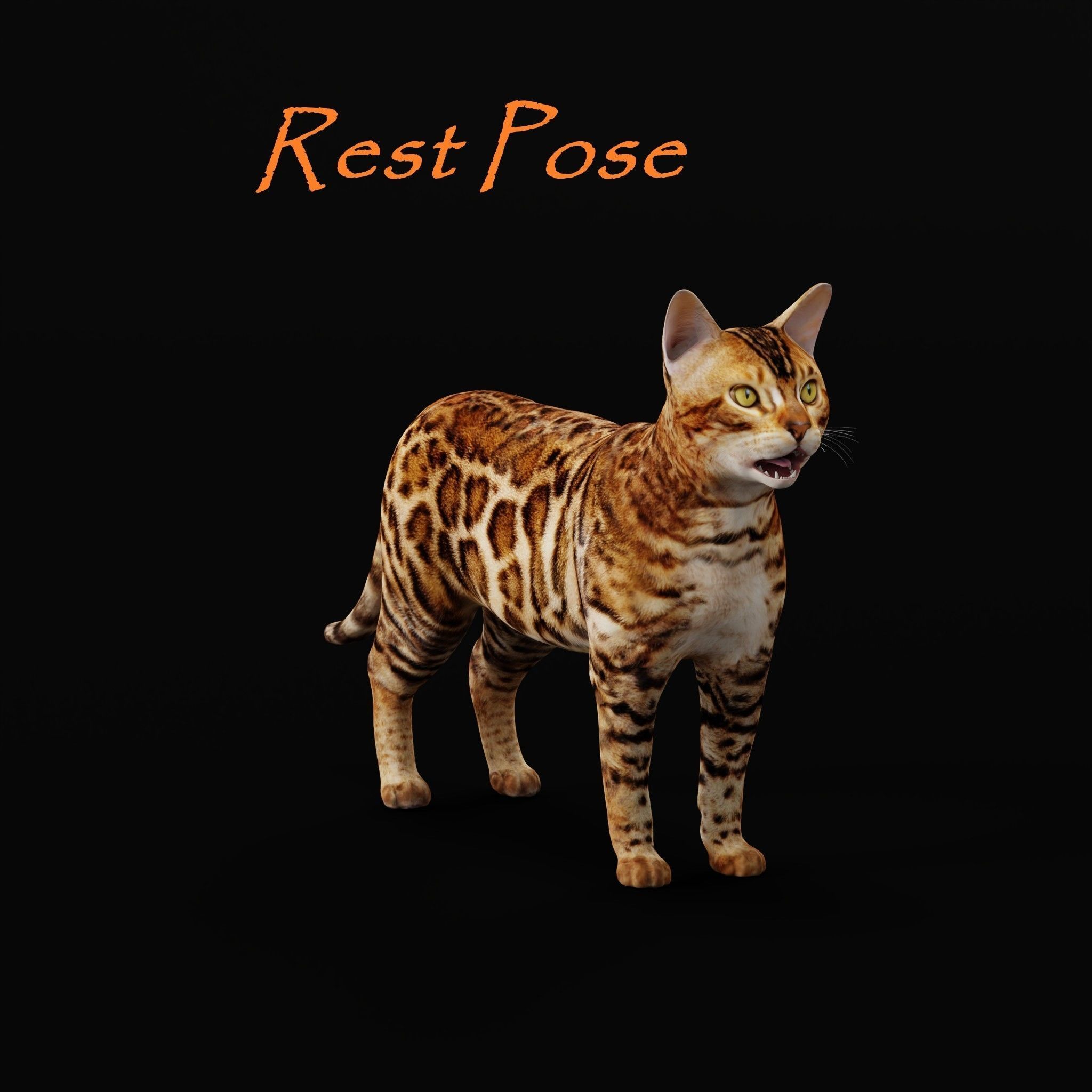 Bengal Cat Low-poly 3D model_33