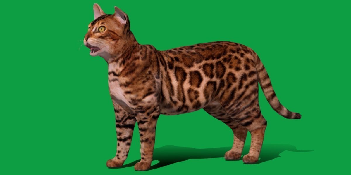 Bengal Cat Low-poly 3D model_6