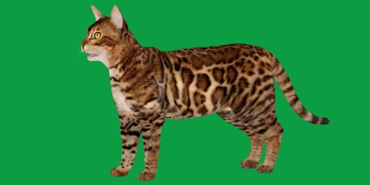 Bengal Cat Low-poly 3D model_16