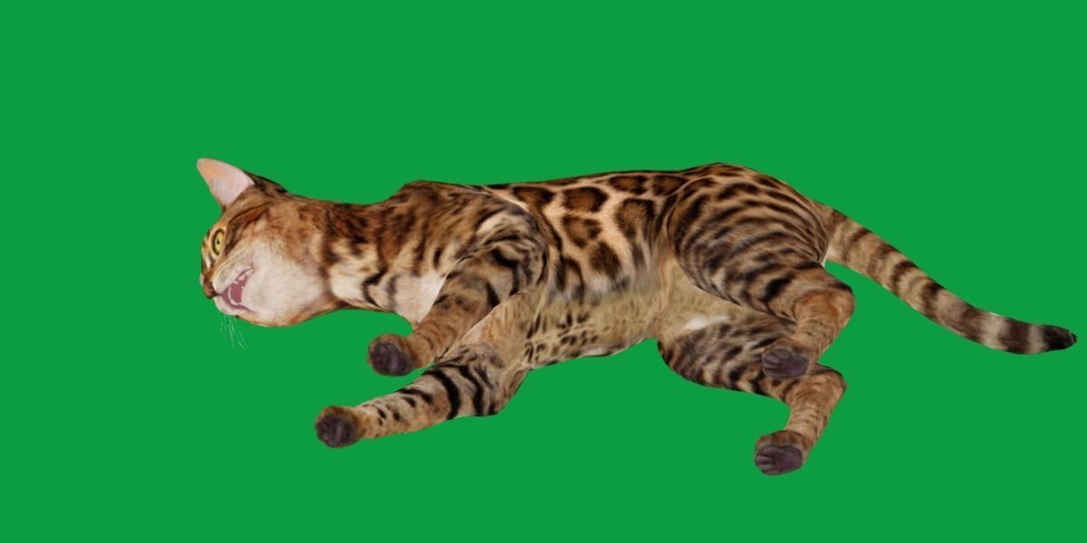 Bengal Cat Low-poly 3D model_24