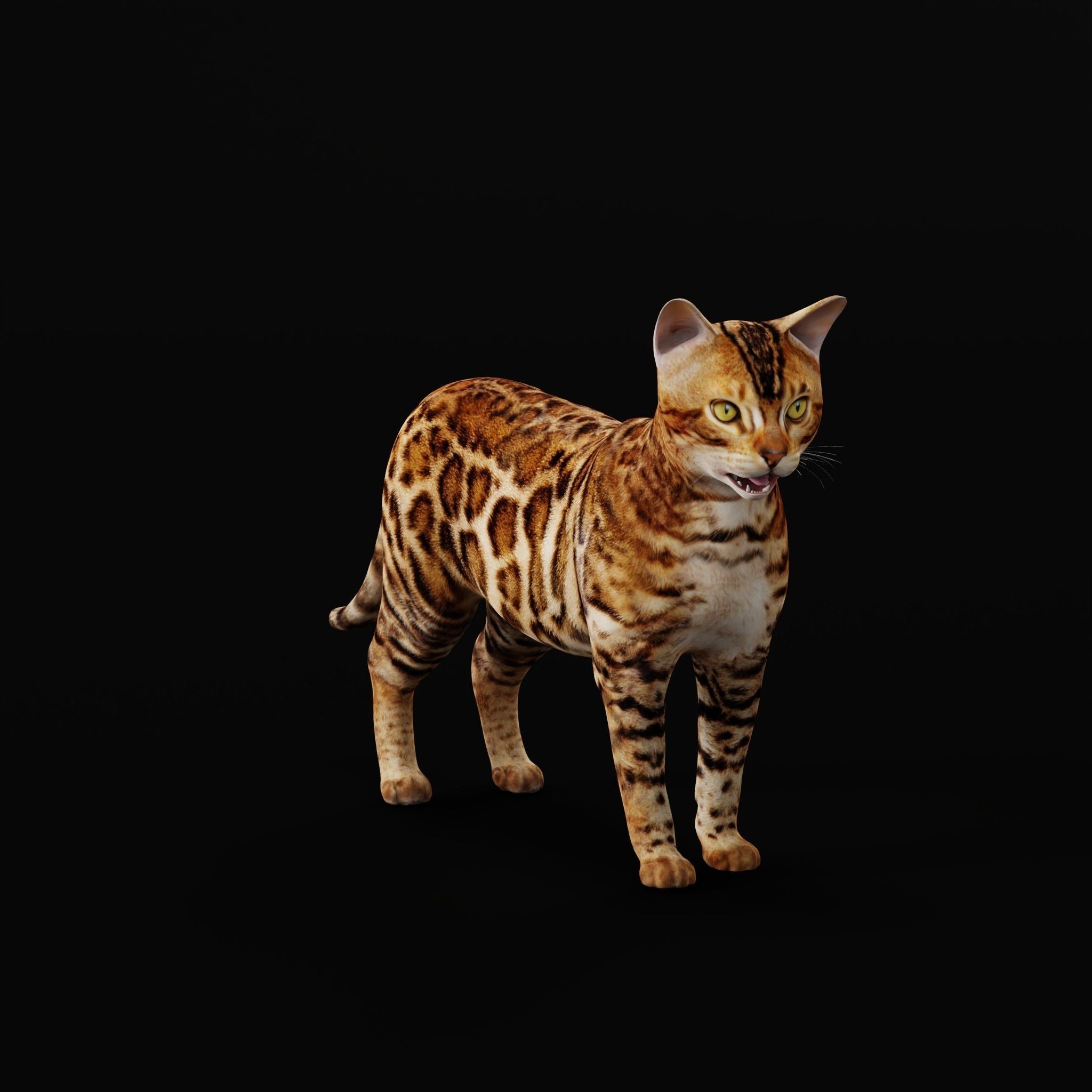 Bengal Cat Low-poly 3D model_34