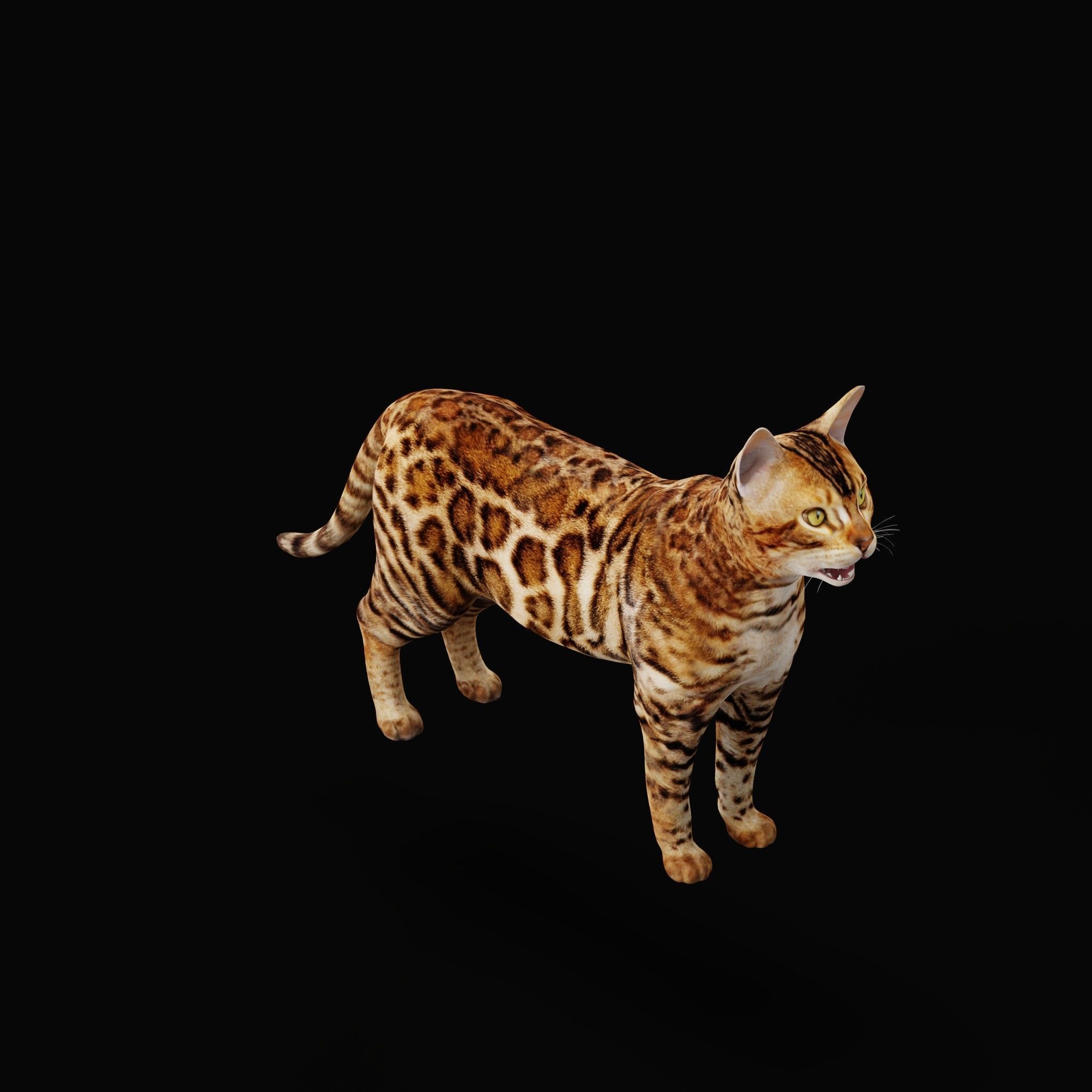 Bengal Cat Low-poly 3D model_29