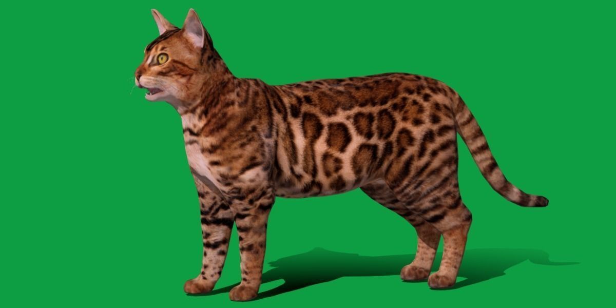 Bengal Cat Low-poly 3D model_5