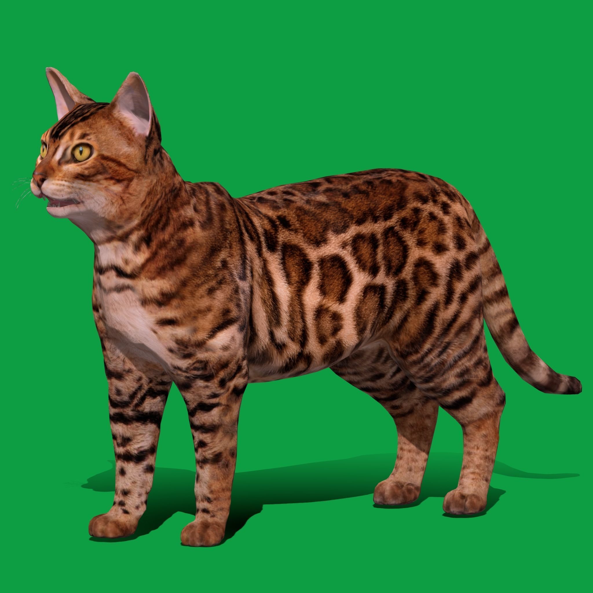 Bengal Cat Low-poly 3D model_19