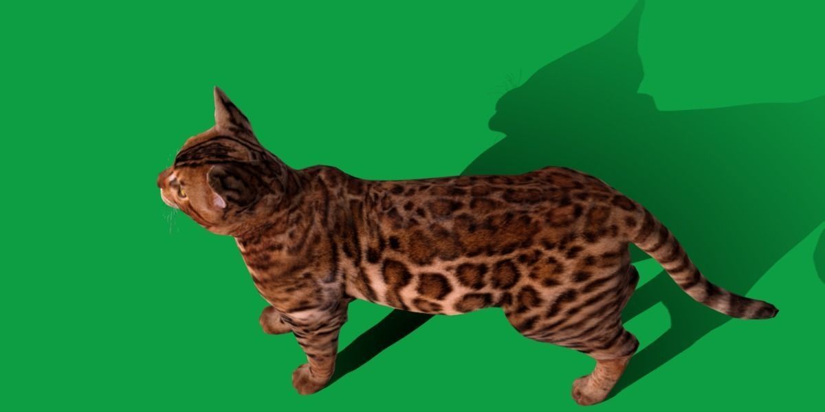 Bengal Cat Low-poly 3D model_13