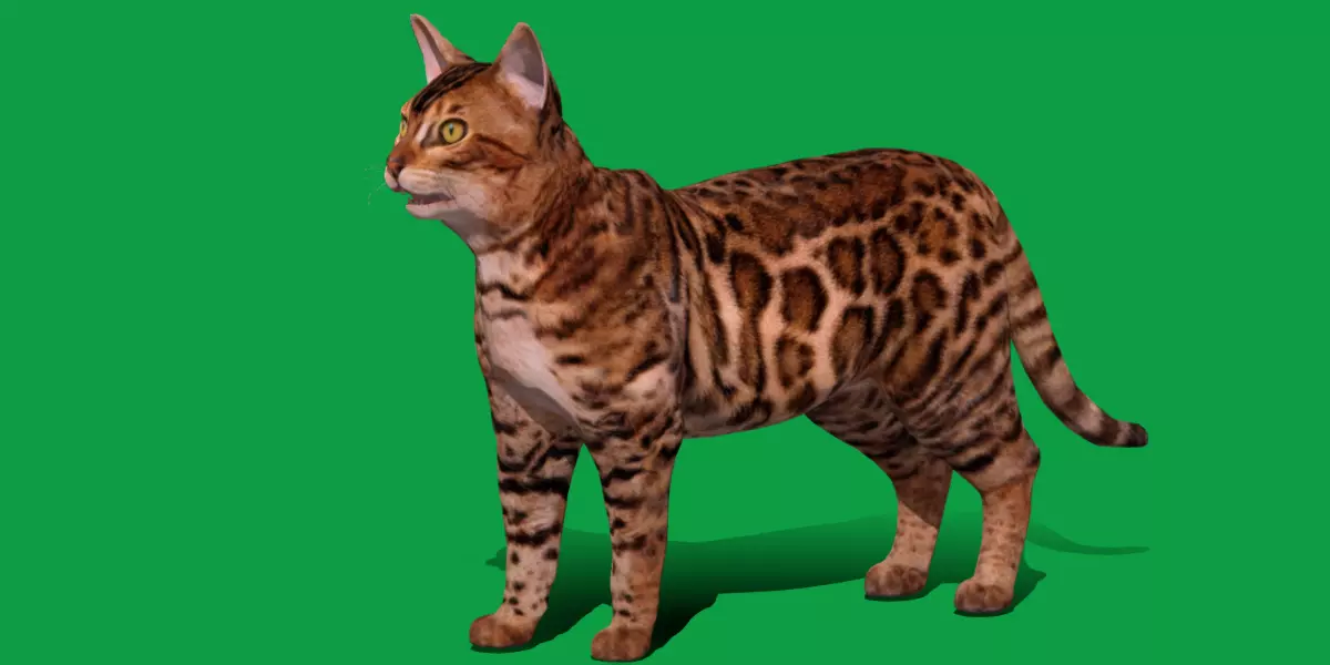 Bengal Cat Low-poly 3D model_0