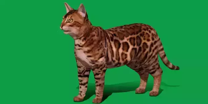 Bengal Cat