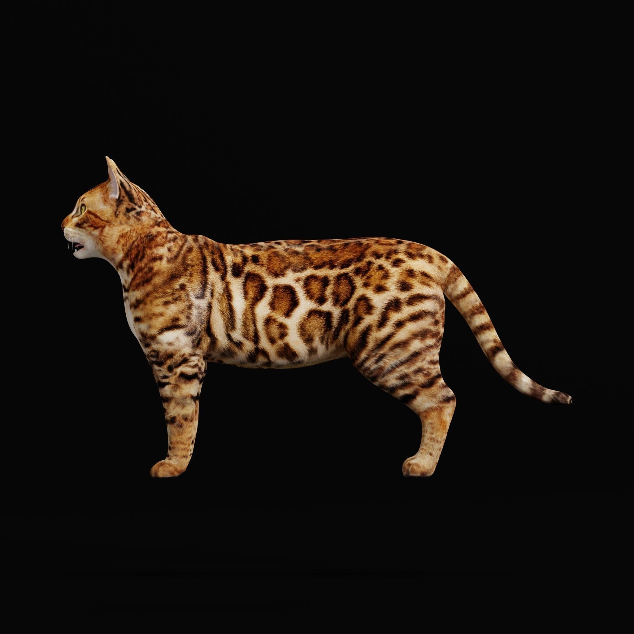 Bengal Cat Low-poly 3D model_30