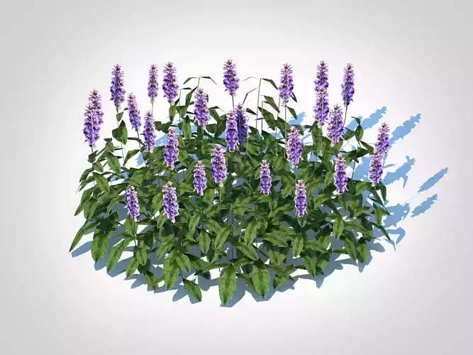 Plant  Ajuga Chocolate Chip - Bugleweed 