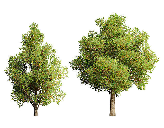 Game Ready Hazelnut Trees Low-poly 3D model