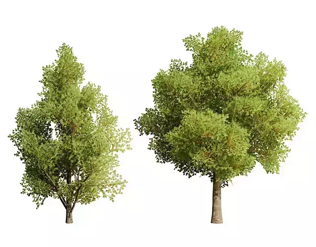 Game Ready Hazelnut Trees Low-poly 3D model