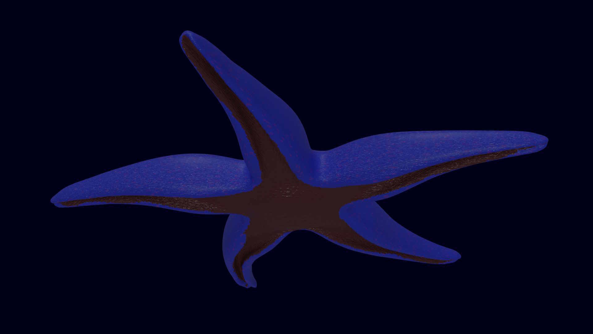 Starfish Sea star Asteroidea 3D model_1