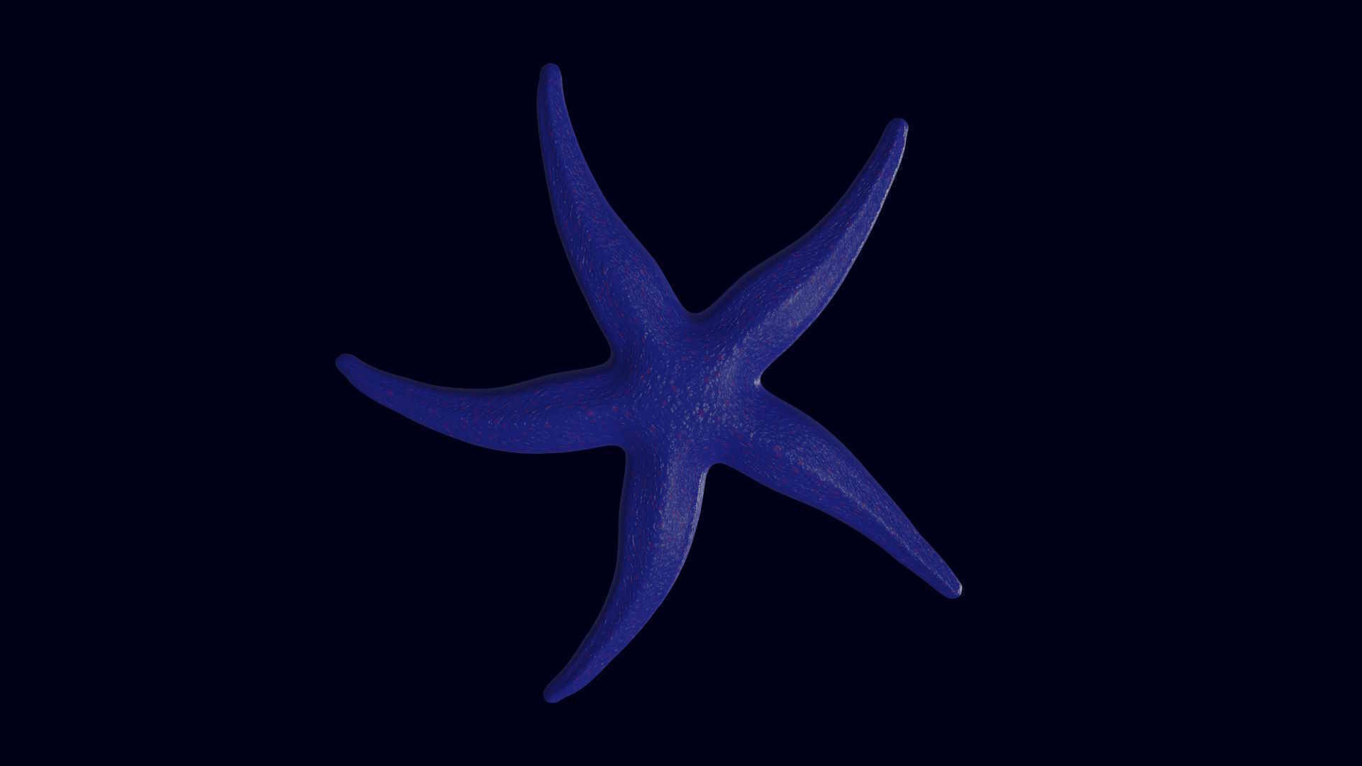 Starfish Sea star Asteroidea 3D model_2