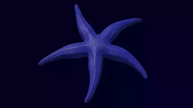 Starfish Sea star Asteroidea 3D model