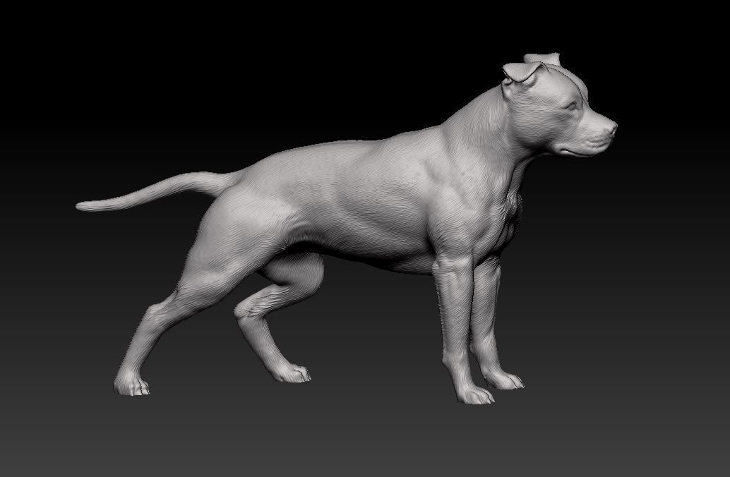 American Pitbull 012 3D print model_7