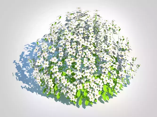 Plant  Arabis caucasica -Snow Cap