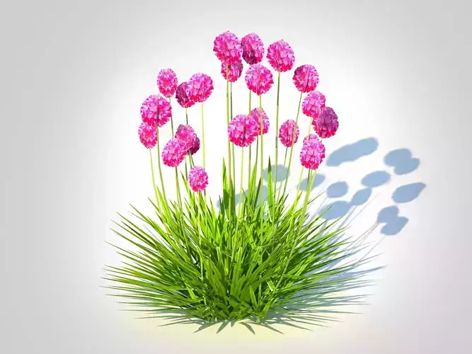 Plant Armeria martima -Gloire de Dusseldorf   Low-poly 3D model