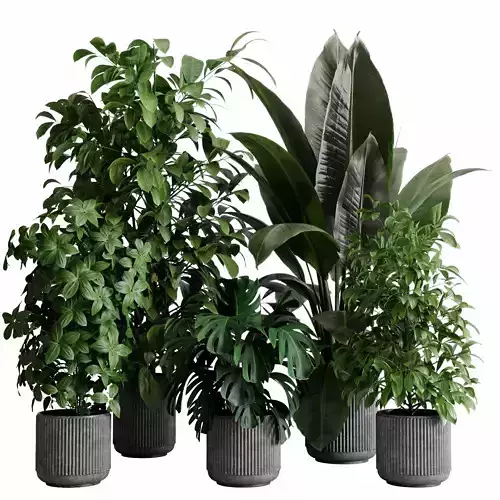 indoor plant 526 pot plant ficus rubbery monstera concrete 