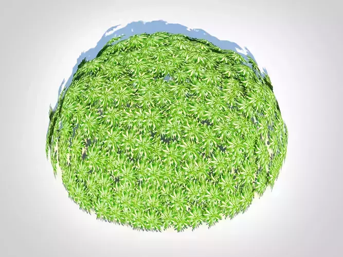 Plant Artemesia schmidtiana - Silvermound  