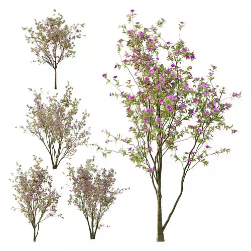 Tibouchina Semidecandra Tree02