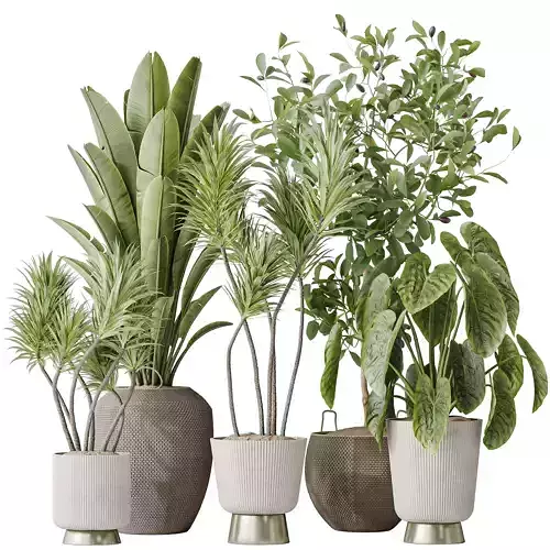 Indoor plants set 114 Spineless Yucca and Ravenala Banana 