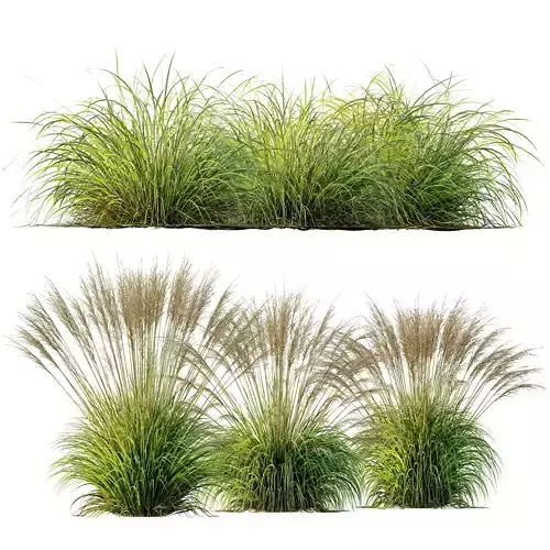 Carex Elata Aurea Grass and Molinia Caerulea