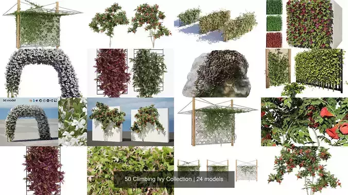 50 Climbing Ivy Collection 