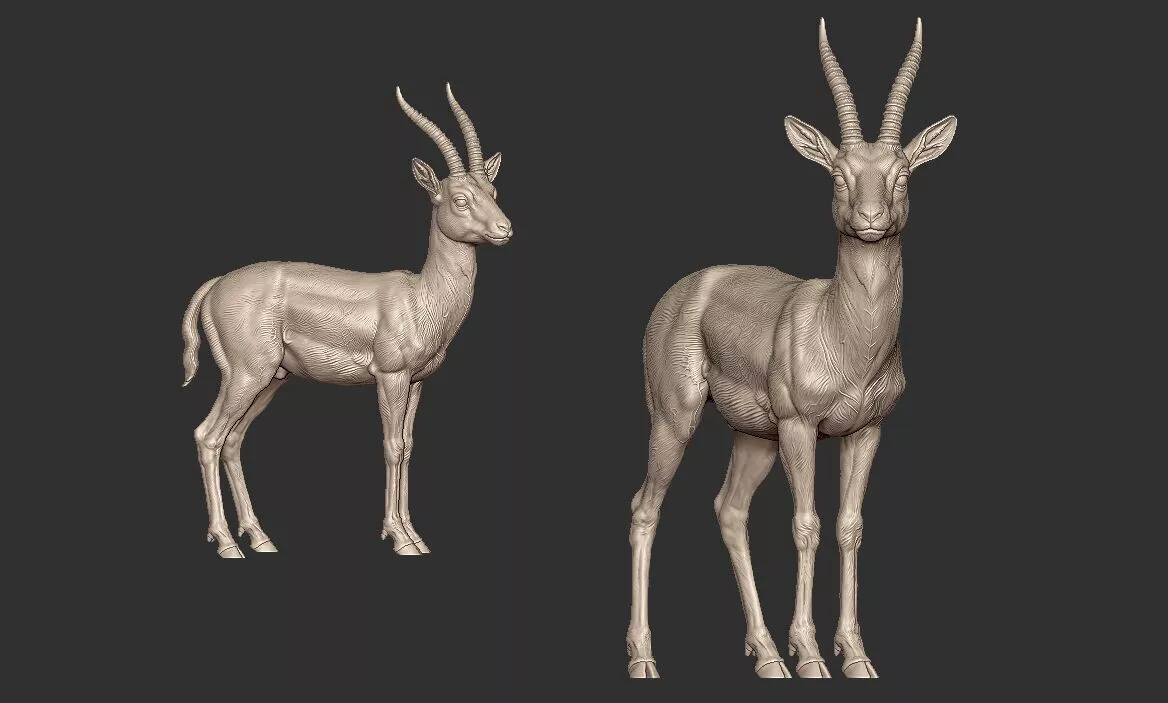 Thomsons Gazelle Antelope stl 3D Print model 3D print model