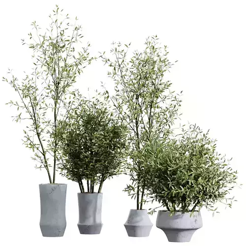 Beech Olea Europaea Olive Eucalyptu Joyplants Mini Fig Set03 3D model