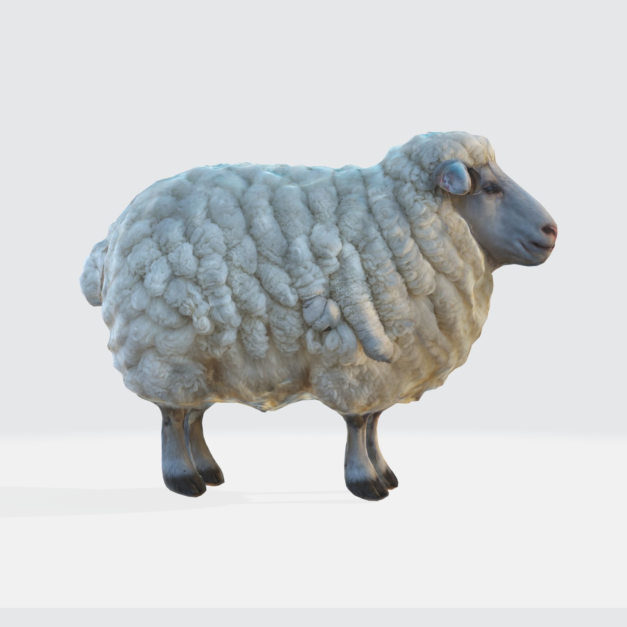 Endering of a cute and fluffy white sheep 3D model_3