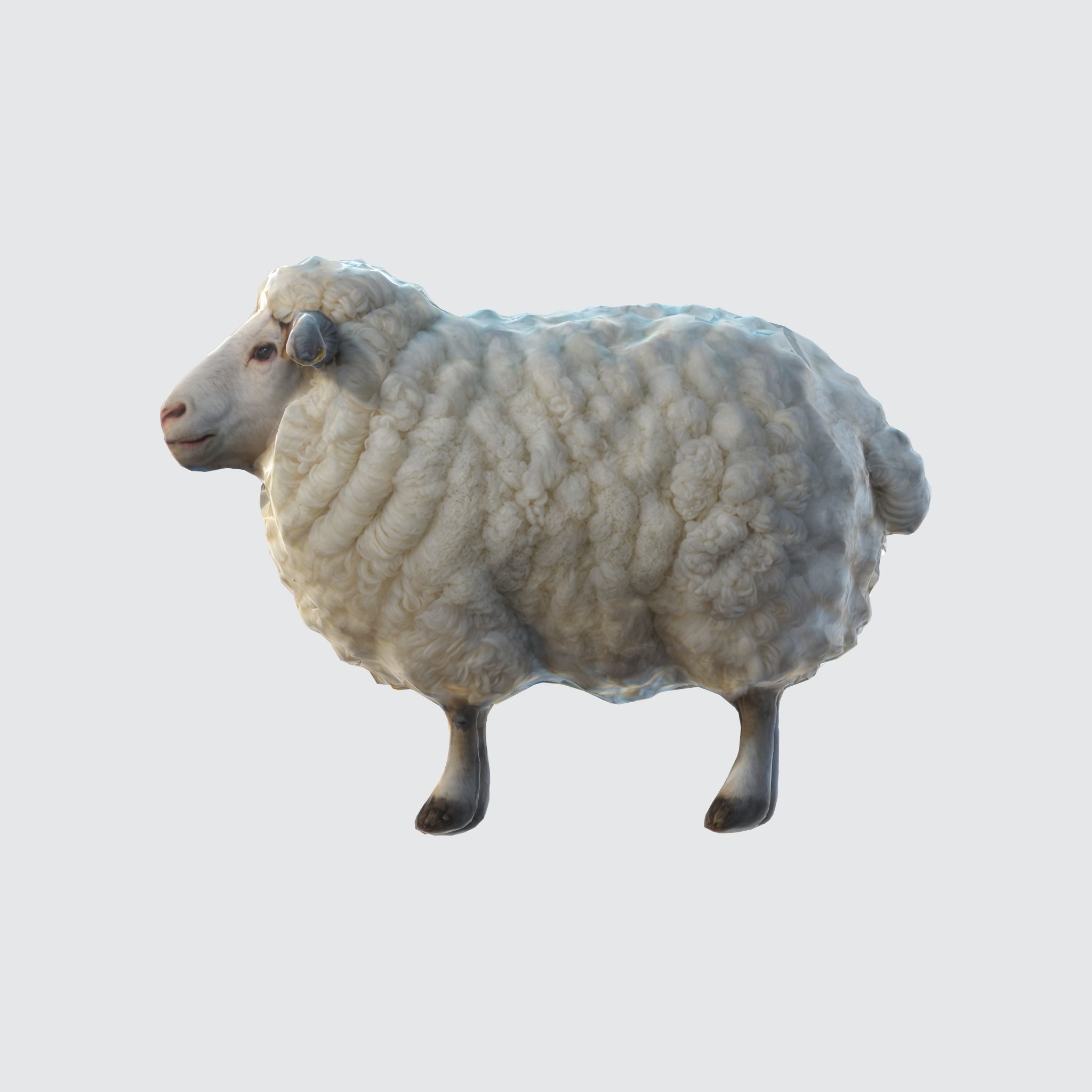 Endering of a cute and fluffy white sheep 3D model_1