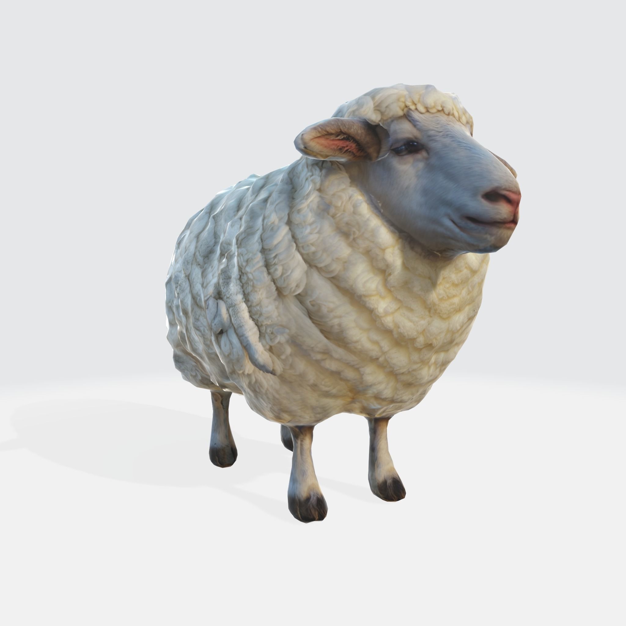 Endering of a cute and fluffy white sheep 3D model_4